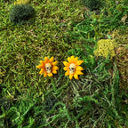 Paire de puces tournesols jaunes à cœur de crâne, photographiée de face sur la mousse.